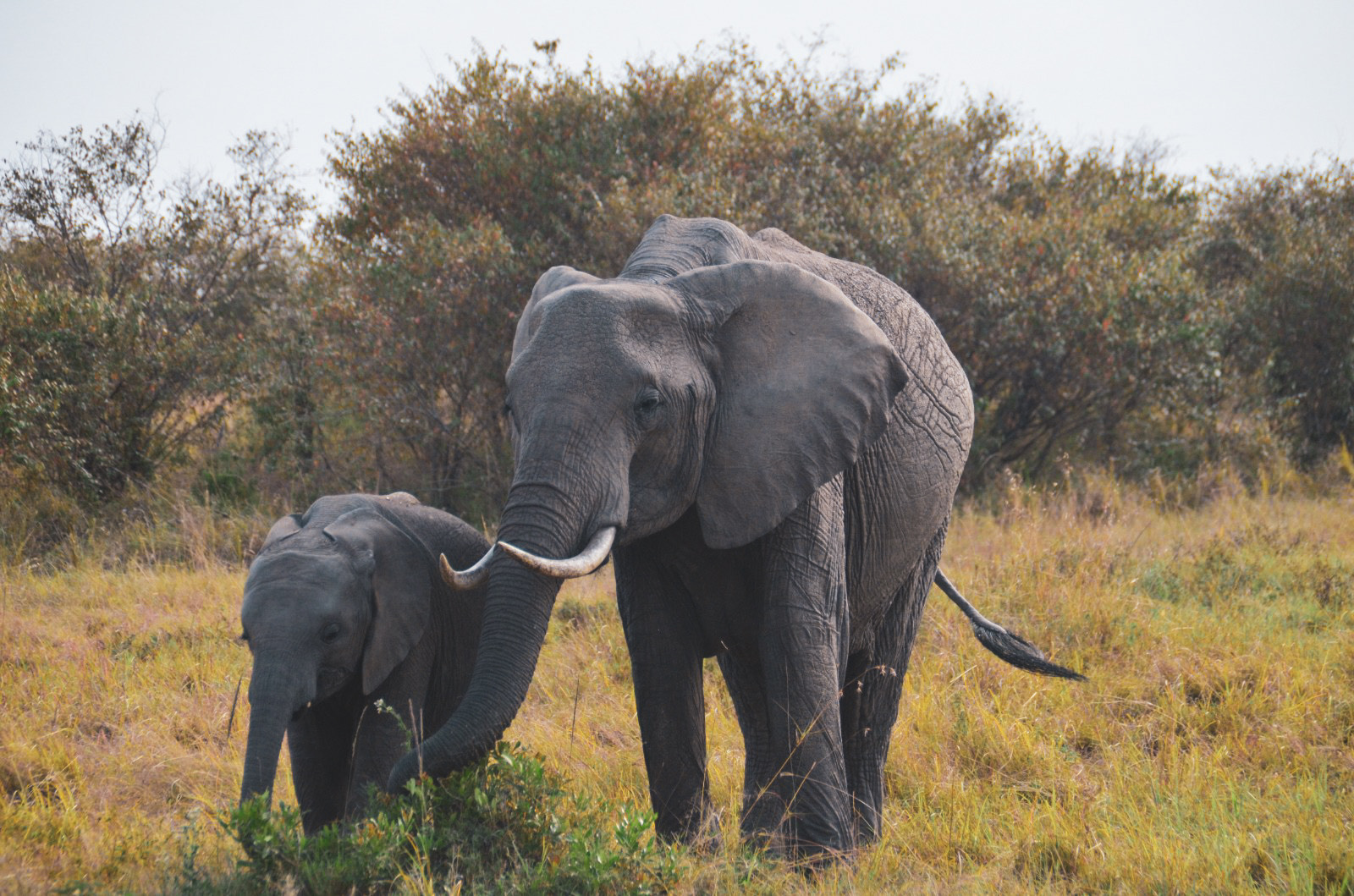 Giants of Amboseli & Tsavo Safari