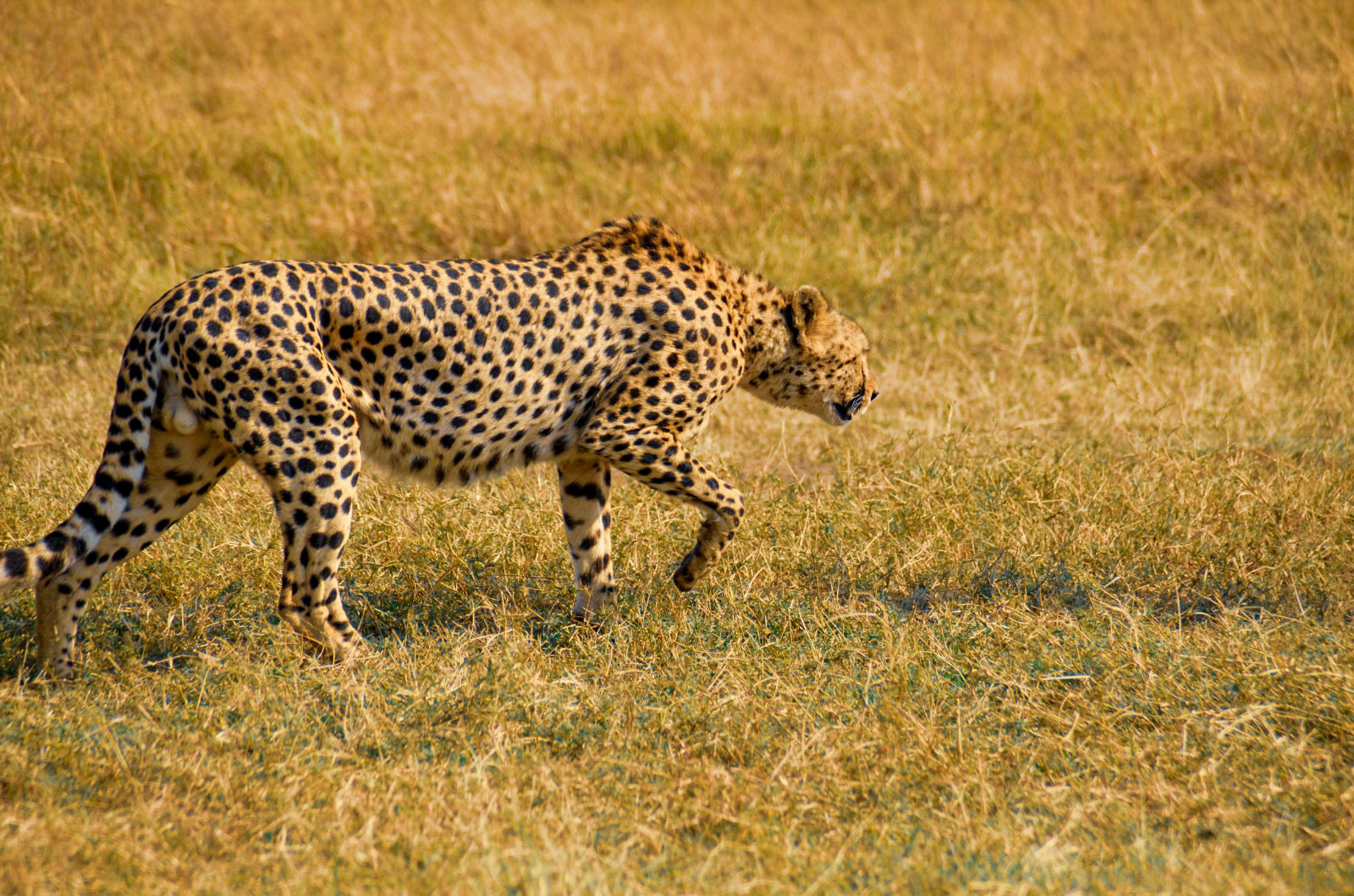 Golden Plains Kenya Safari