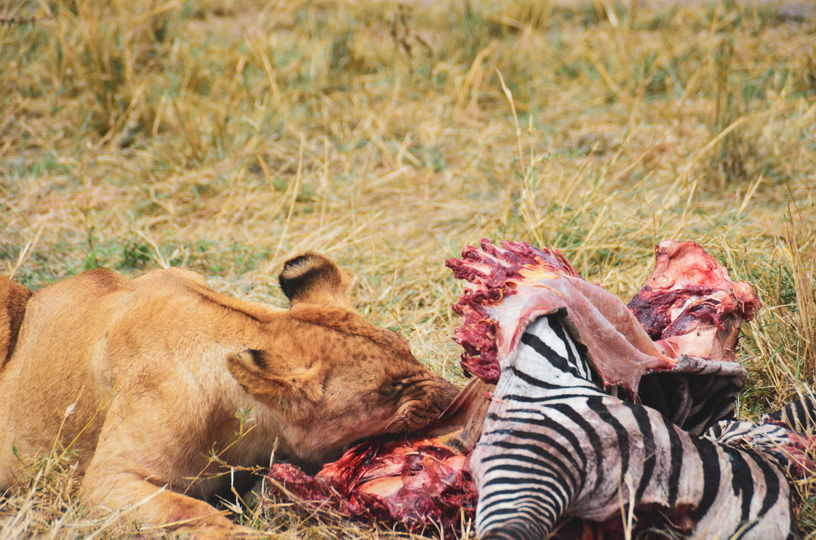Pink Shores to Golden Plains Safari