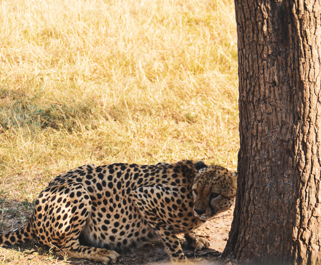 Lakeside to Savannah Safari