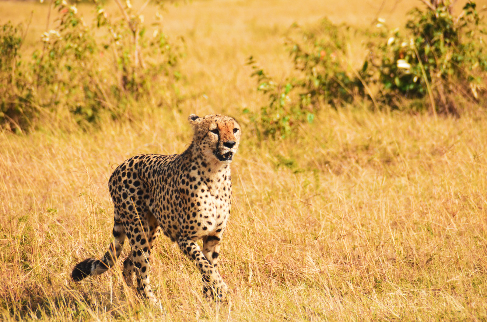 Amboseli Express Safari